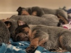 Small Photo #17 Australian Cattle Dog Puppy For Sale in PAHRUMP, NV, USA