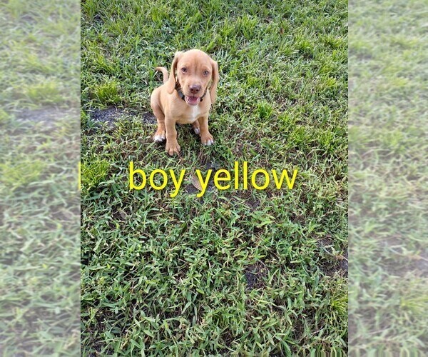 Medium Photo #6 Beagle Puppy For Sale in COCOA, FL, USA