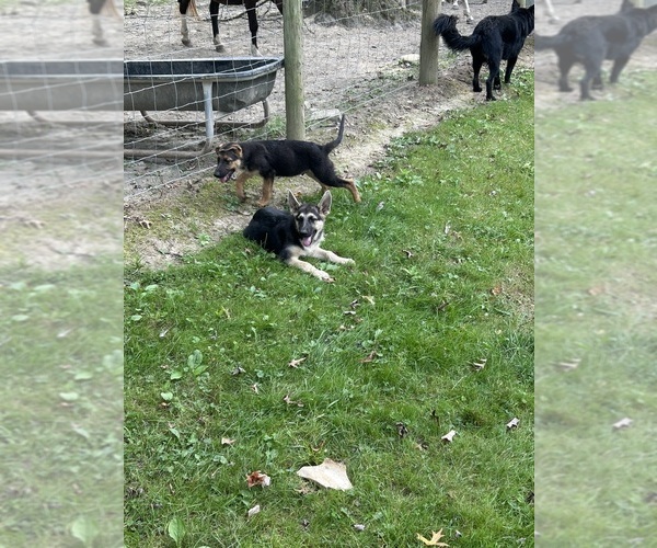 Medium Photo #1 German Shepherd Dog Puppy For Sale in PULASKI, PA, USA