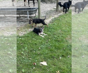 German Shepherd Dog Puppy for sale in PULASKI, PA, USA