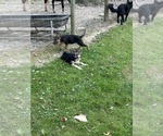 Image preview for Ad Listing. Nickname: Litter of 3