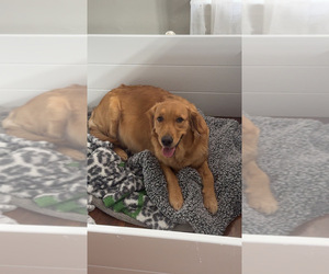 Mother of the Golden Retriever puppies born on 12/31/2025