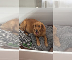 Small Photo #1 Golden Retriever Puppy For Sale in JACKSON, GA, USA