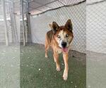 Small #1 German Shepherd Dog-Siberian Husky Mix