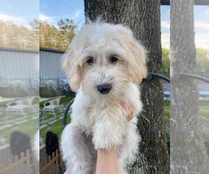 Miniature Labradoodle Dog for Adoption in CALHOUN, Georgia USA