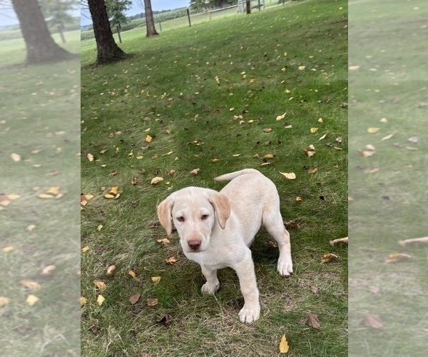Medium Photo #9 Labrador Retriever Puppy For Sale in FREDERICKSBG, OH, USA