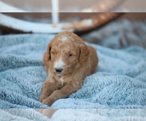 Goldendoodle Puppy for sale in HEREFORD, AZ, USA