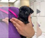 Puppy Pearl Pug