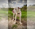 Small Photo #3 Dogo Argentino Puppy For Sale in Pleasanton, TX, USA