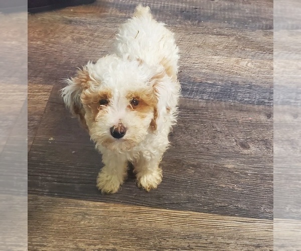 Medium Photo #2 Poodle (Toy) Puppy For Sale in GOSHEN, IN, USA