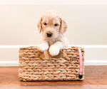 Puppy Lilly Goldendoodle