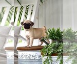 Puppy Kiki Pug