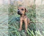 Small Photo #1 Rhodesian Ridgeback Puppy For Sale in PRINCETON, ID, USA