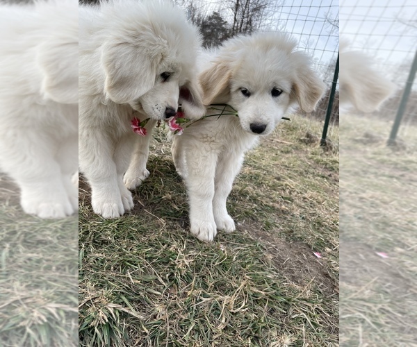 Medium Photo #1 Great Pyrenees Puppy For Sale in JAMESTOWN, TN, USA