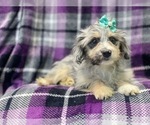 Small Photo #13 Aussiedoodle Miniature  Puppy For Sale in LAKELAND, FL, USA