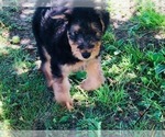 Small Photo #7 Airedale Terrier Puppy For Sale in MC BAIN, MI, USA