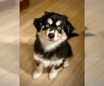 Small #2 Miniature Australian Shepherd-Pomsky Mix