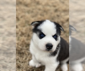 Siberian Husky Puppy for sale in CARL JUNCTION, MO, USA