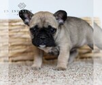 Small Photo #3 French Bulldog Puppy For Sale in GAP, PA, USA