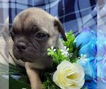 Small Photo #1 Pug Puppy For Sale in CALLAO, VA, USA
