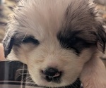 Puppy Green Female Great Pyrenees
