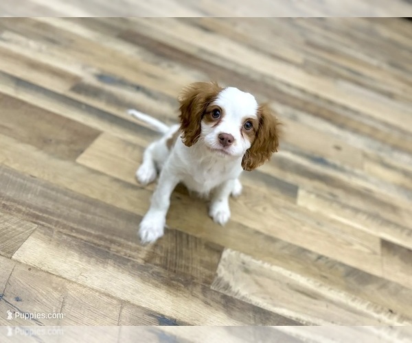 Medium Photo #1 Cavalier King Charles Spaniel Puppy For Sale in JACKSON, OH, USA