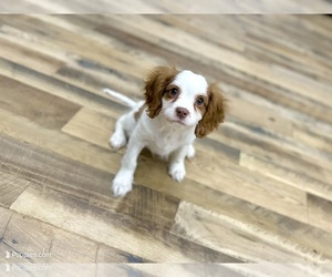 Cavalier King Charles Spaniel Puppy for sale in JACKSON, OH, USA