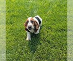 Small #11 Basset Hound