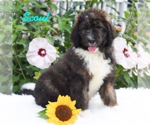 Bernedoodle Puppy for sale in MIFFLINBURG, PA, USA