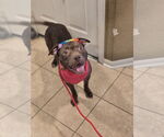 Small #9 American Staffordshire Terrier