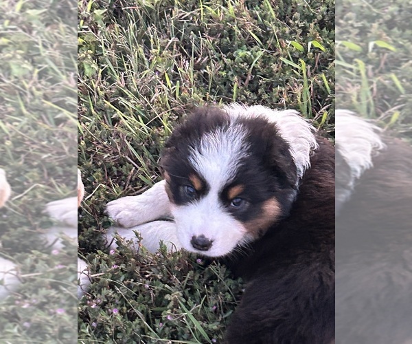 Medium Photo #5 Australian Shepherd Puppy For Sale in ADA, OK, USA
