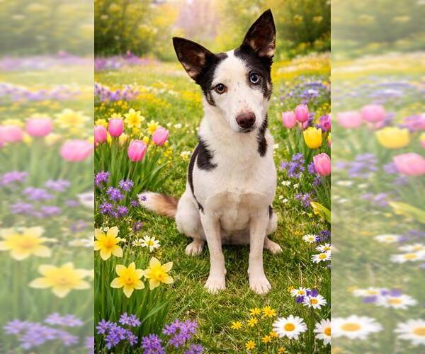 Medium Photo #2 Siberian Husky-Unknown Mix Puppy For Sale in Globe, AZ, USA