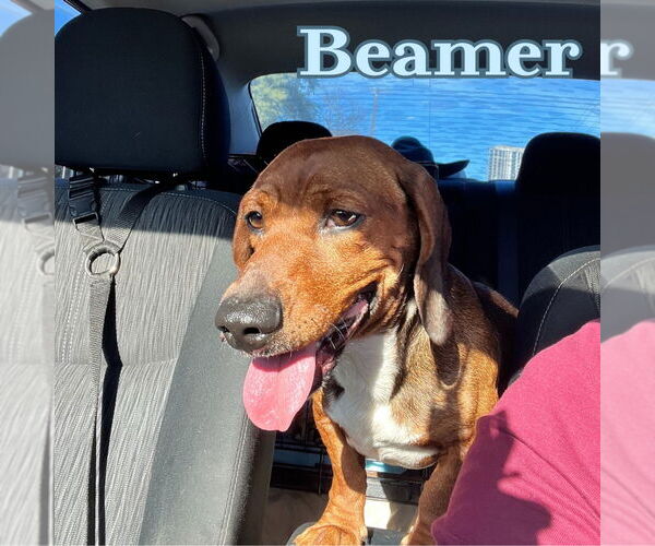 Medium Photo #4 Dachshund Puppy For Sale in San Antonio, TX, USA