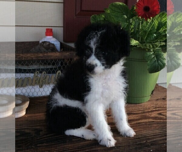 Medium Photo #2 Aussiedoodle-Poodle (Miniature) Mix Puppy For Sale in GAP, PA, USA