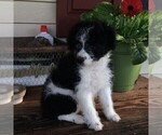 Small Photo #2 Aussiedoodle-Poodle (Miniature) Mix Puppy For Sale in GAP, PA, USA