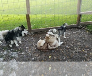 Siberian Husky Puppy for sale in TRIMBLE, MO, USA