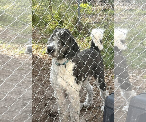 Medium Photo #3 Mutt Puppy For Sale in Valrico, FL, USA