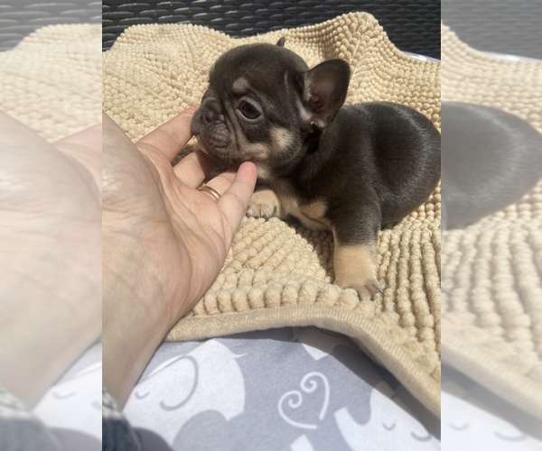 Medium Photo #4 French Bulldog Puppy For Sale in LOWELL, MA, USA