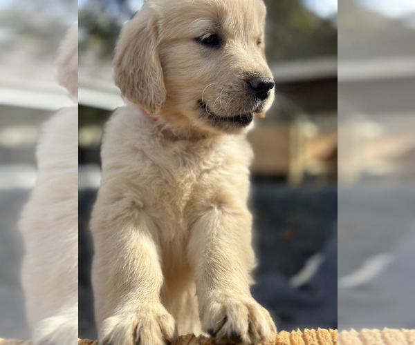 Medium Photo #2 Golden Retriever Puppy For Sale in CAMILLA, GA, USA