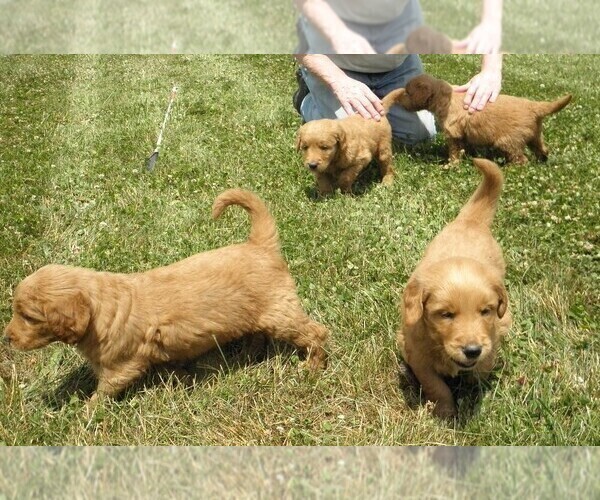 Medium Photo #7 Goldendoodle Puppy For Sale in VERMONTVILLE, MI, USA