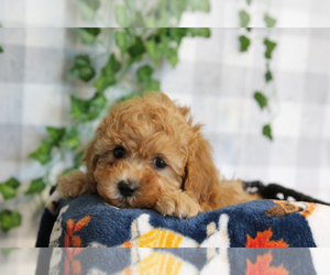 Cavapoo (Standard) Puppy for sale in MARIETTA, GA, USA