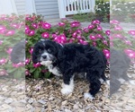 Small #2 Cavanese