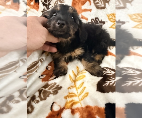 Medium Photo #3 Dorkie Puppy For Sale in NEGLEY, OH, USA