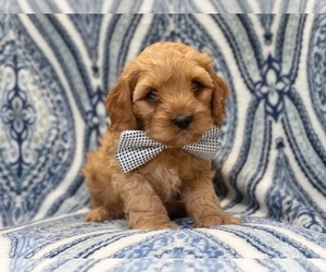Cocker Spaniel-Poodle (Miniature) Mix Puppy for sale in LAKELAND, FL, USA
