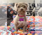 Small Shih Tzu Mix