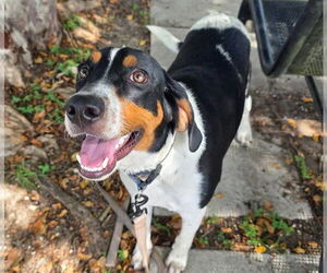 Treeing Walker Coonhound Dogs for adoption in Ocala, FL, USA