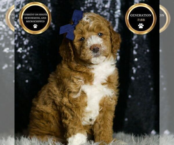 Medium Photo #14 Goldendoodle (Miniature) Puppy For Sale in WARSAW, IN, USA