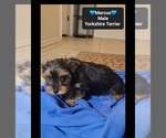 Small #2 Yorkshire Terrier