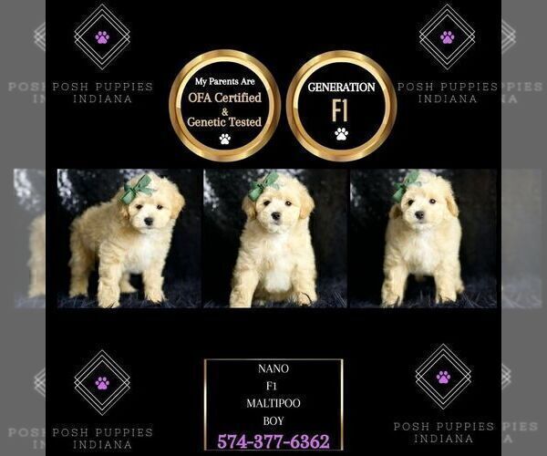 Medium Photo #6 Maltipoo (Miniature) Puppy For Sale in WARSAW, IN, USA