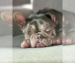 Small #2 French Bulldog Mix